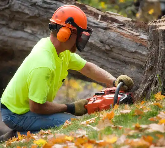 tree services Annapolis